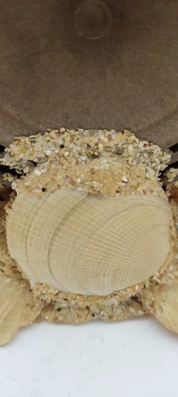 Tischdeko Aus Echten Muscheln | MIt Schönheitsfehler - Bild 9