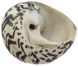 Muschelschale - Bild 5