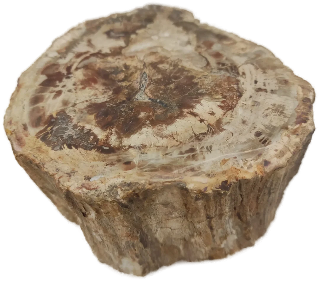 Versteinertes Holz dickes Blockstück aus Madagaskar | Fossiles Einzelstück – Bild 5