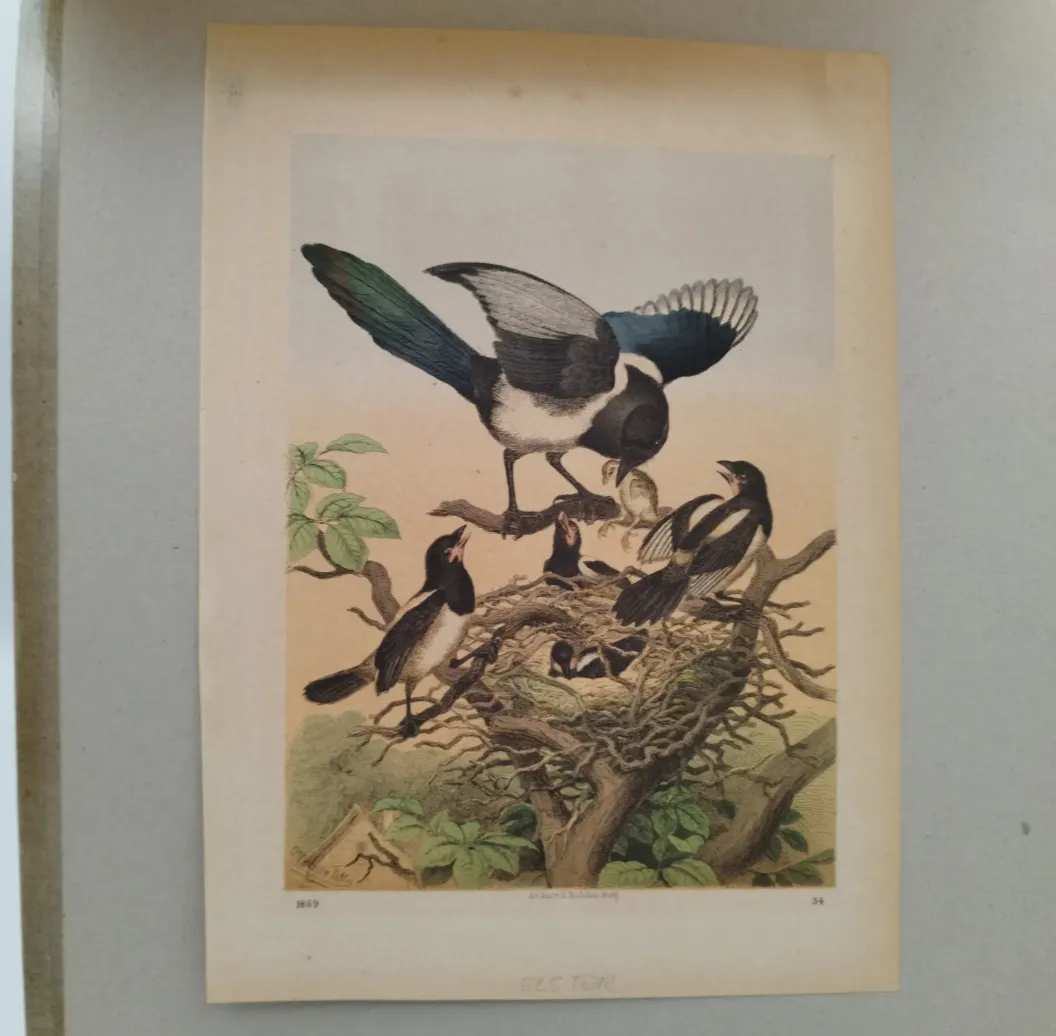Bild einer Elster-Familie mit Passepartout - Art Anst. v. E. Hochdanz Stuttg. / 1869 – Bild 3