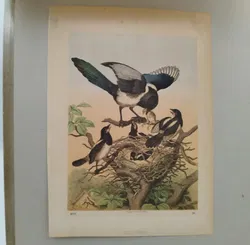 Bild einer Elster-Familie mit Passepartout - Art Anst. v. E. Hochdanz Stuttg. / 1869 - Bild 3