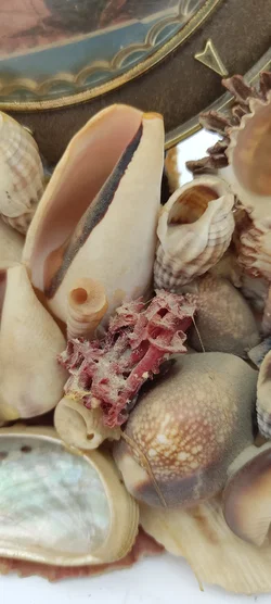 Tischdeko Aus Echten Muscheln | MIt Schönheitsfehler - Bild 4