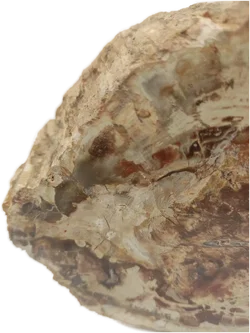 Versteinertes Holz dickes Blockstück aus Madagaskar | Fossiles Einzelstück - Bild 14