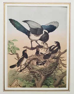 Bild einer Elster-Familie mit Passepartout - Art Anst. v. E. Hochdanz Stuttg. / 1869 – Vorschau 2