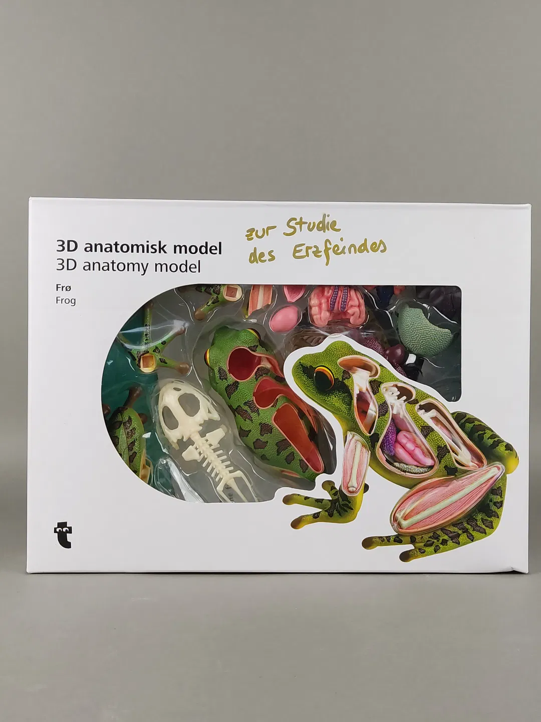 3D Anatomie-Modell - Frosch  - Bild 4