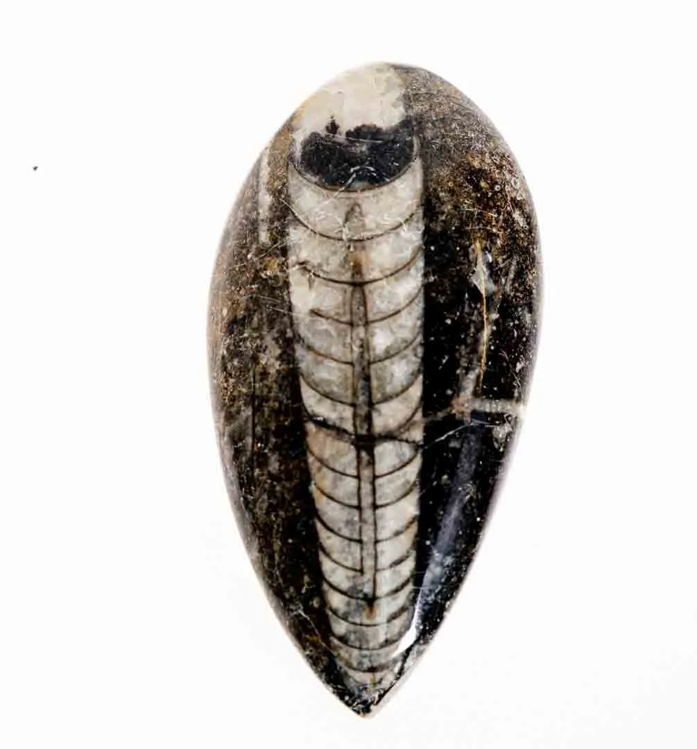 Ein Sack voller Steine: Mineralien- und Fossiliensammlung mit Muschel und Stücken in Sammlerqualität – Bild 3