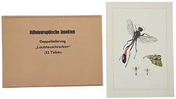 Mitteleuropäische Insekten - Anhangsweise Spinnentiere und Tausendfüssler - Erich Cramer - Bild 5