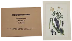 Mitteleuropäische Insekten - Anhangsweise Spinnentiere und Tausendfüssler - Erich Cramer - Bild 6