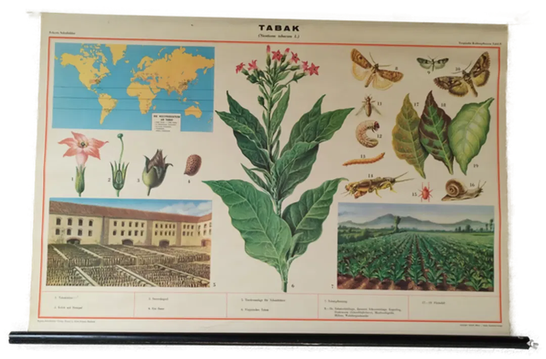 Lehrplakat Tabak - 104x69 cm  - Bild 1