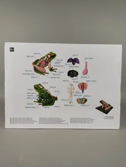 3D Anatomie-Modell - Frosch  - Bild 2