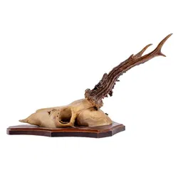 Jagdtrophäe Geweih, 2 Stück - Bild 4
