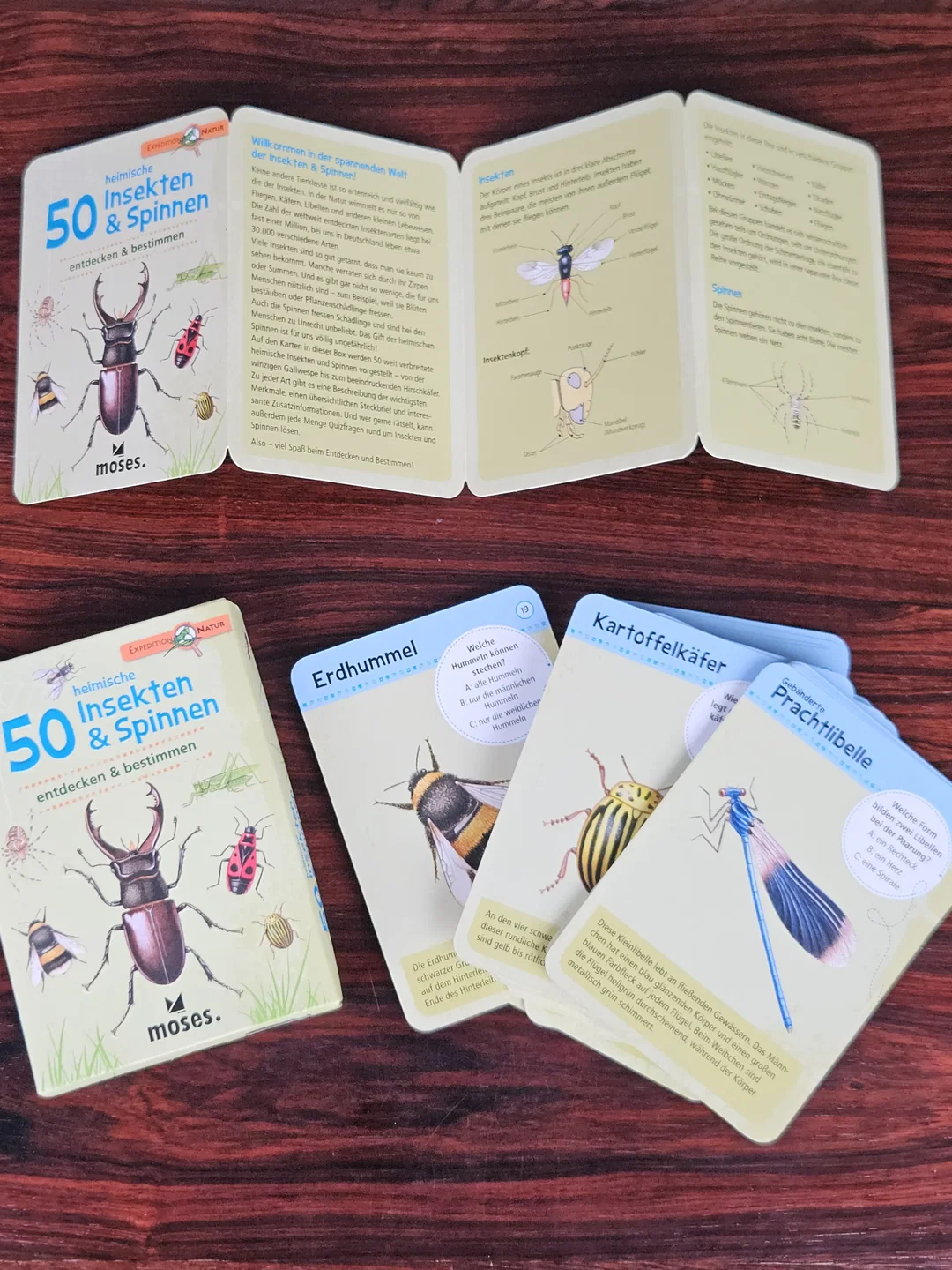 Heimische 50 Insekten & Spinnen. entdecken & bestimmen - Gesellschaftsspiele - Moses – Bild 5