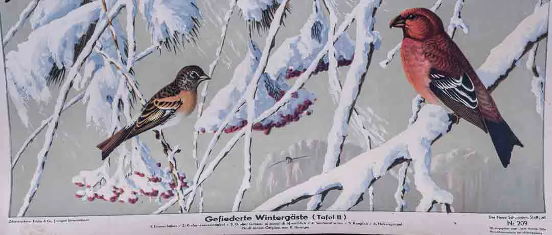 Lehrtafel "Gefiederte Wintergäste", Offsetdruck Fricke & Co. Stuttgart – Bild 2