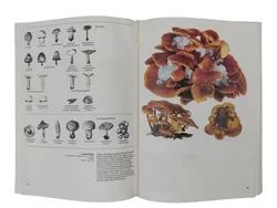 Pilze - Band 1: Blätterpilze & Band 2: Blätterlose Pilze - Bild 6