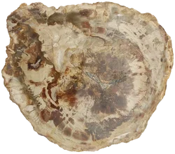 Versteinertes Holz dickes Blockstück aus Madagaskar | Fossiles Einzelstück – Vorschau 7