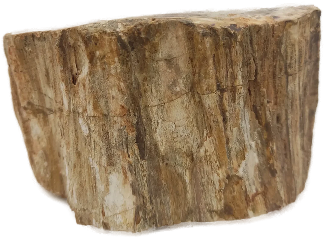 Versteinertes Holz dickes Blockstück aus Madagaskar | Fossiles Einzelstück – Bild 12