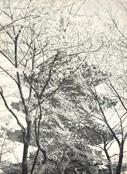 LE JAPON - entre - la tradition et l´avenir - Georges Duhamel - Bild 2