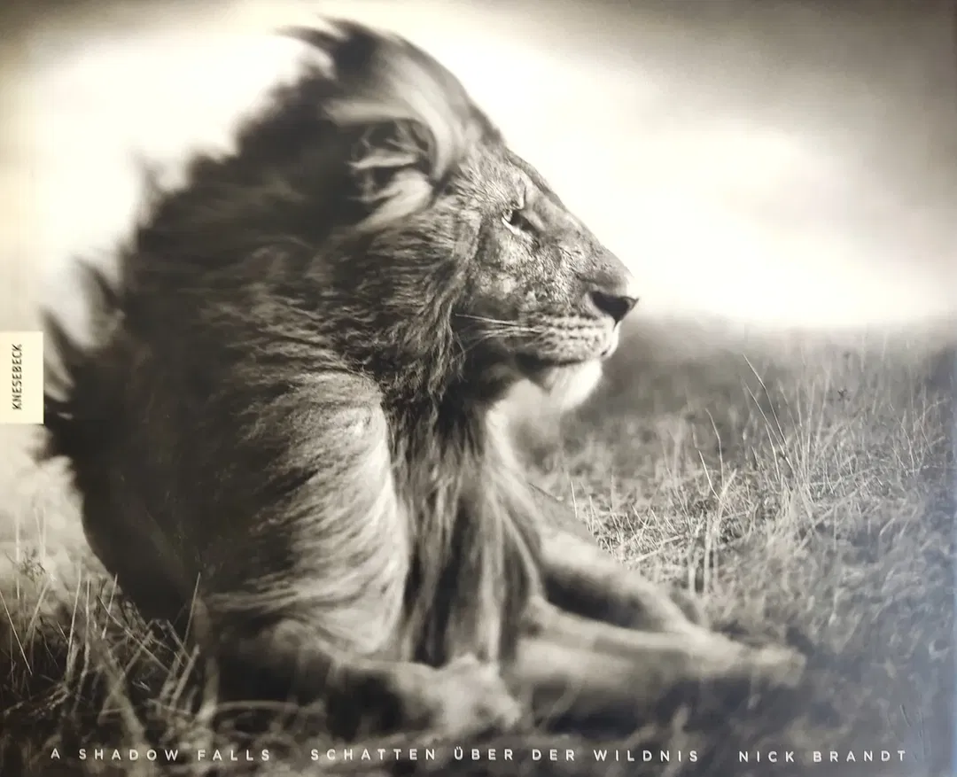 A Shadow Falls - Nick Brandt - Bild 2