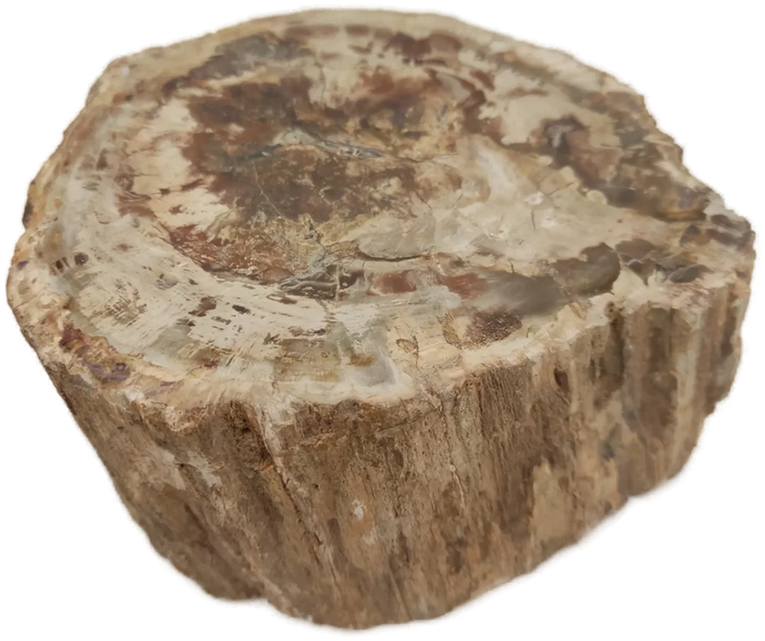 Versteinertes Holz dickes Blockstück aus Madagaskar | Fossiles Einzelstück – Bild 4