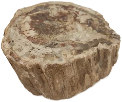 Versteinertes Holz dickes Blockstück aus Madagaskar | Fossiles Einzelstück - Bild 4