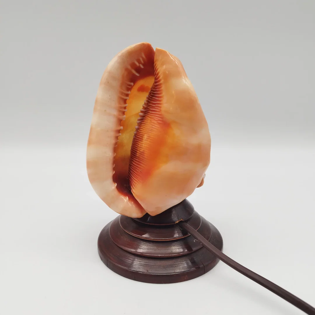 Antike italienische Muschellampe / Cameo-Shell-Akzentlampe – ca. 1920er Jahre – Bild 5