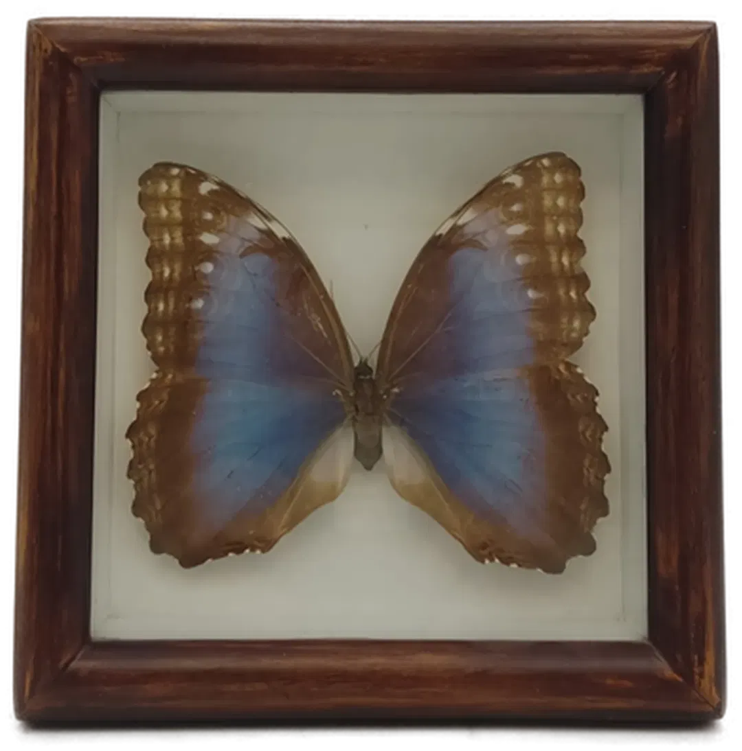  Präparierter Morpho-Schmetterling im Holzrahmen - Bild 1