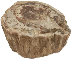 Versteinertes Holz dickes Blockstück aus Madagaskar | Fossiles Einzelstück – Vorschau 2