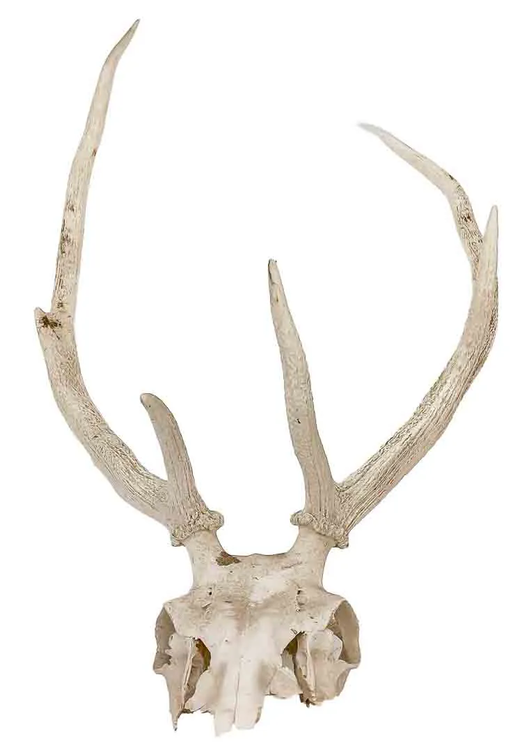 Hirschgeweih mit vollständigem Schädel ca. 78 × 64 cm – Bild 1