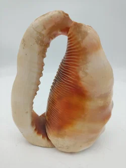 Handbemalte Muschel – Vorschau 3
