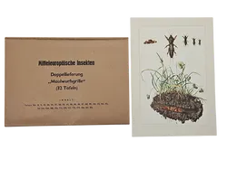 Mitteleuropäische Insekten - Anhangsweise Spinnentiere und Tausendfüssler - Erich Cramer - Bild 8