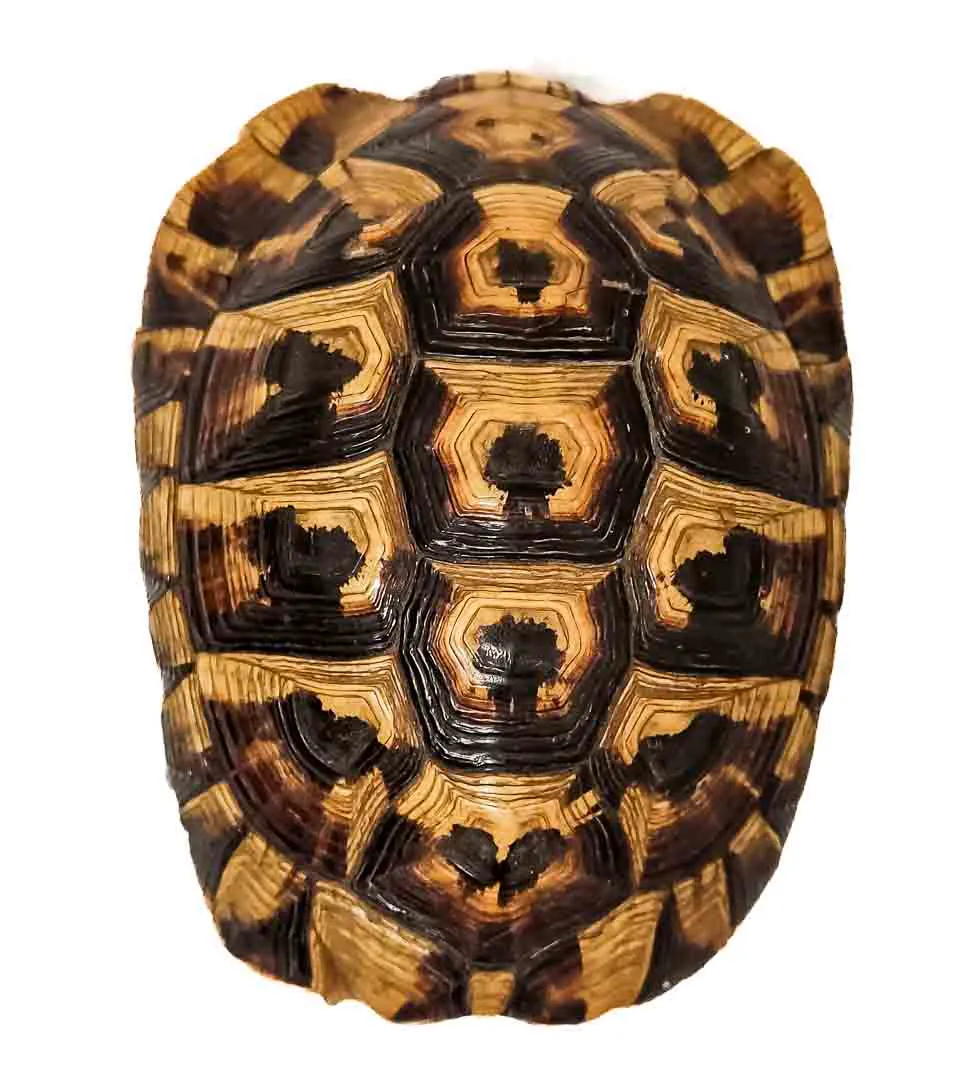 Faszinierender Naturexperte: Antiker Schildkrötenpanzer - Bild 1