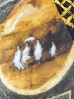 AVENTURES DES TOILES by FLAMM Damen Minikleid Schwarz/gold - L/40  - Bild 4