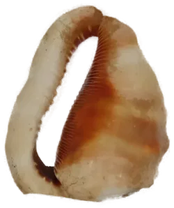 Handbemalte Muschel - Bild 2