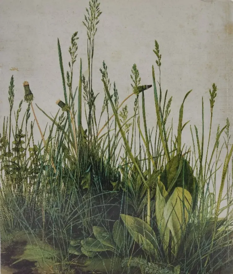 Albrecht Dürer - Albrecht Dürer, Maryan Wynn Ainsworth – Bild 2