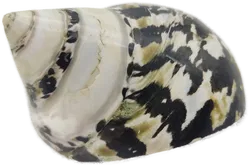 Muschelschale - Bild 2