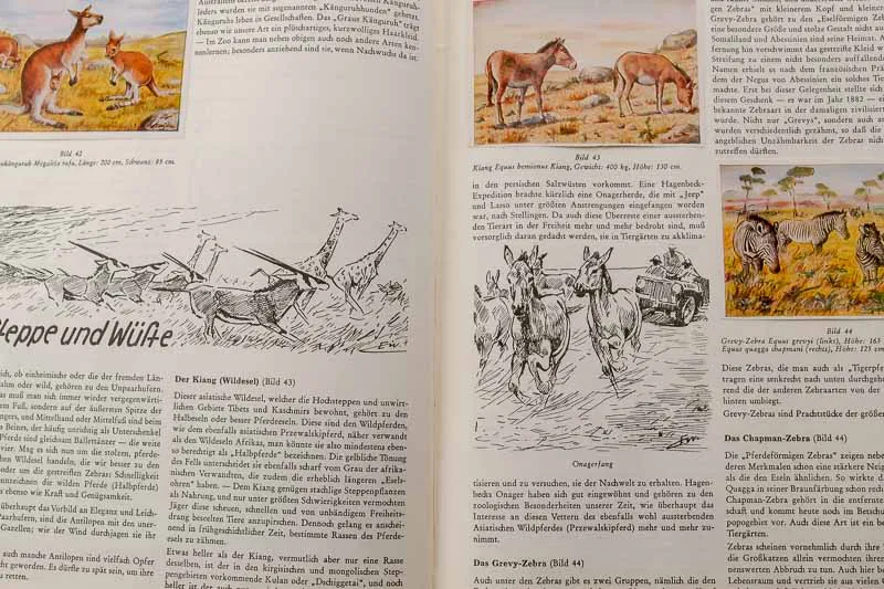 Peter Kühlemann „Wilde Tiere fremder Länder" – Bild 2
