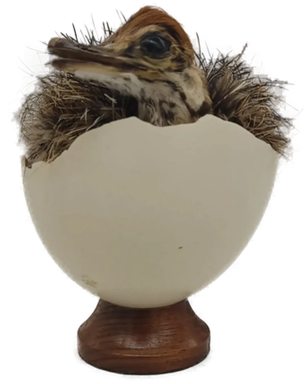 Naturkundliches Exponat 