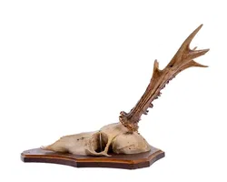 Jagdtrophäe Geweih, 2 Stück - Bild 3