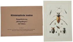 Mitteleuropäische Insekten - Anhangsweise Spinnentiere und Tausendfüssler - Erich Cramer - Bild 7