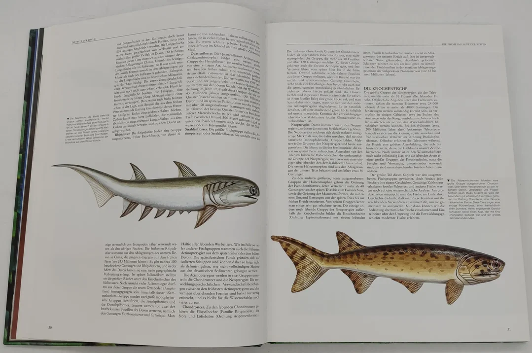 Buch Enzyklopädie der "Fische" – Bild 6
