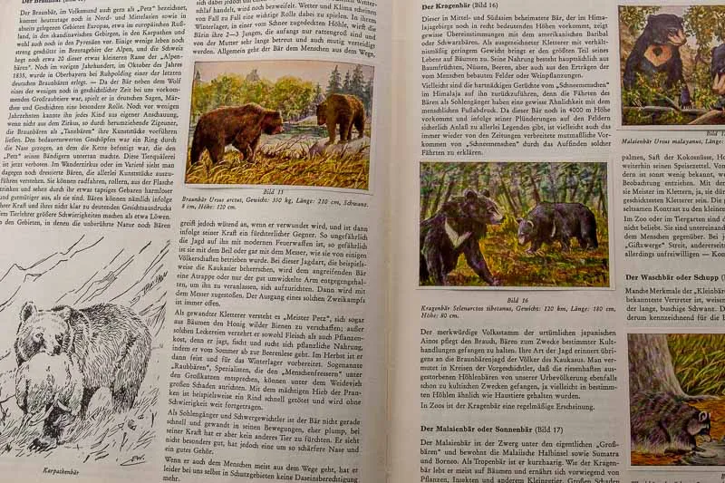 Peter Kühlemann „Wilde Tiere fremder Länder" – Bild 4