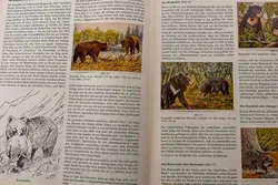 Peter Kühlemann „Wilde Tiere fremder Länder